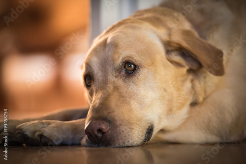 Yellow Labrador dog