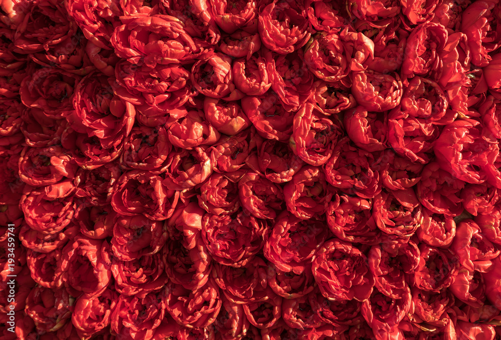 Abstract background . Close-up of red tulips flowers Abstract background . Close-up of red tulips flowers