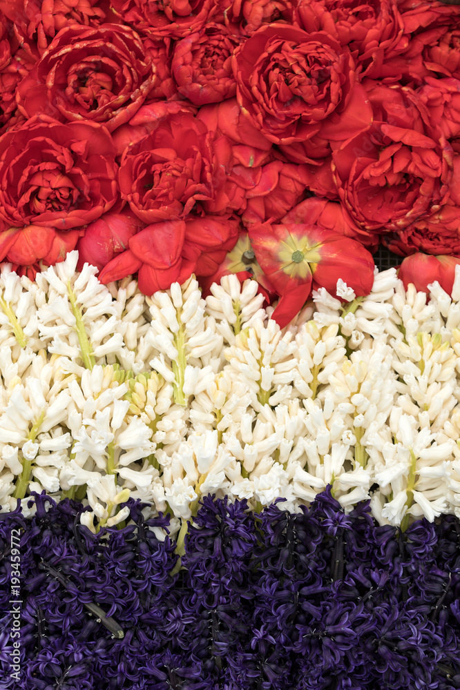 Fototapeta premium Abstract background . Close-up of colorful tulips and hyacinths
