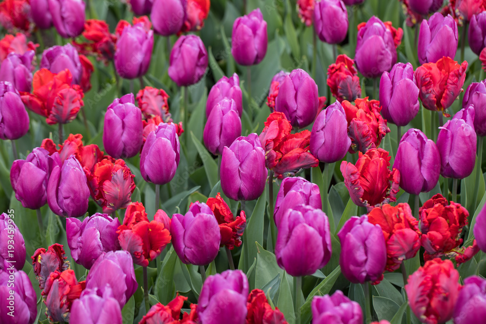 Abstract background .Red and purple tulips flowers blooming in a park Abstract background .Red and purple tulips flowers blooming in a park