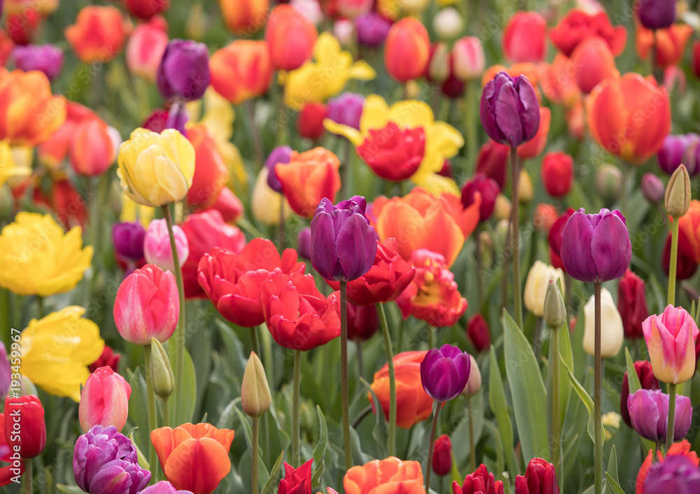 Abstract background . Colorful tulips flowers blooming in a park Abstract background . Colorful tulips flowers blooming in a park