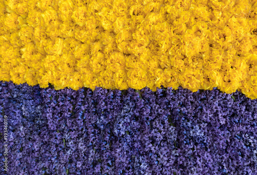 Abstract background . Close-up of blue-yellow tulips and hyacinths