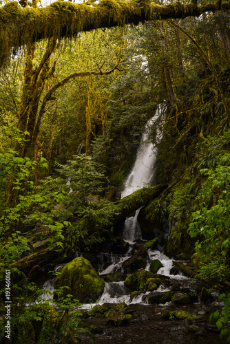 Mossy lush forest and waterfall in the Olympic National Park, Washington State, Pacific Northwest © Nicholas Steven