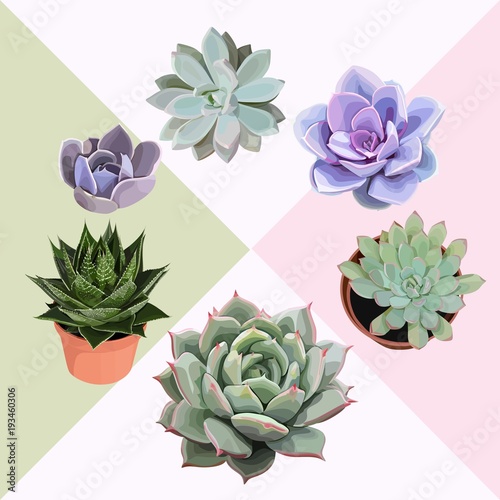 Succulent flower plant Vector clip art Lovely editable echeveria cactus composition Set of 6 illustrations