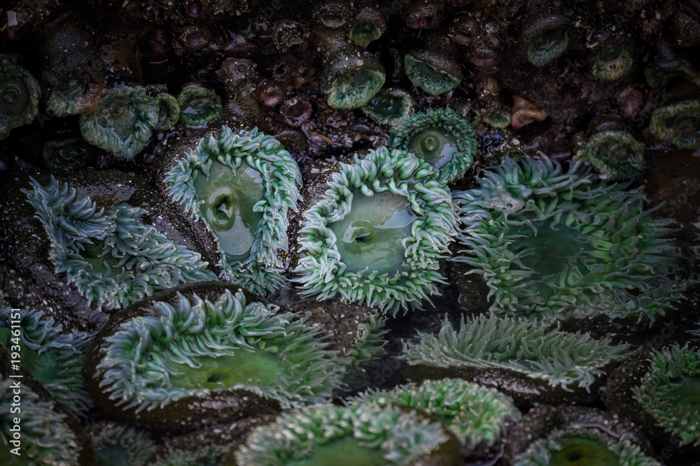 Obraz premium Anemones