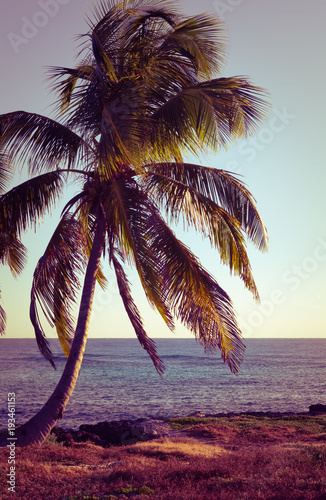 Palm tree. Beautiful tropical landscape, blue sky and sea in the background. Retro, vintage filter.