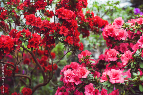 Fototapeta Naklejka Na Ścianę i Meble -  Pink and red camellia flowers among the green leaves of the bush. Bright flowering