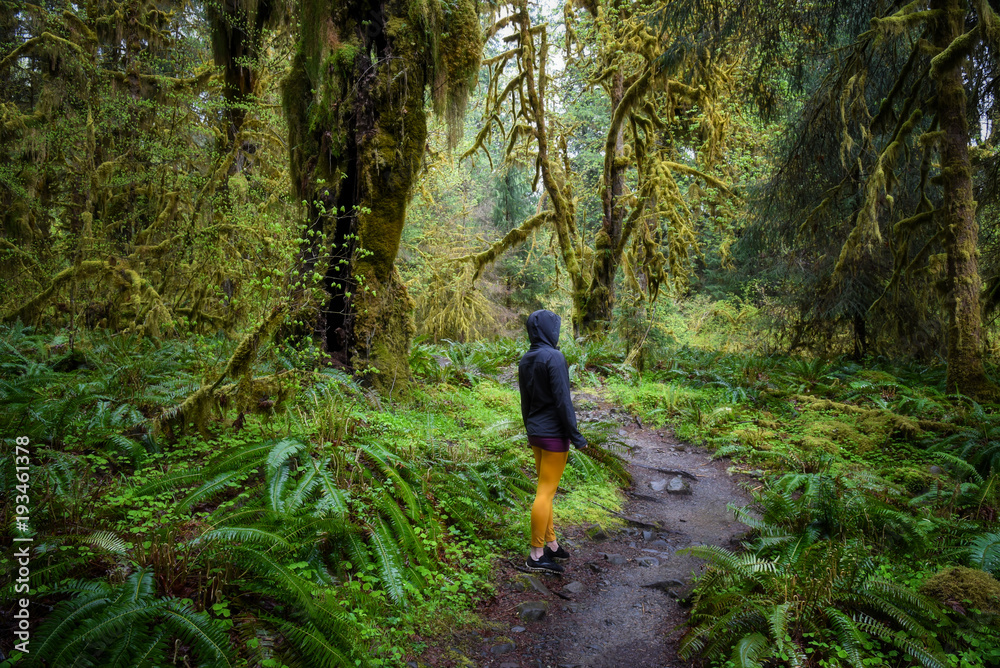 Hiker standing in the extremely lush green rain forest of the Olympic National Park Hiker standing in the extremely lush green rain forest of the Olympic National Park