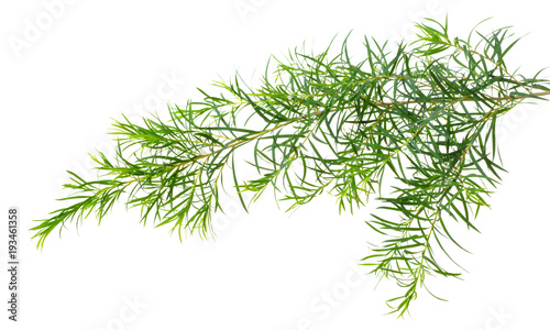 fresh tea tree leaves isolated on white