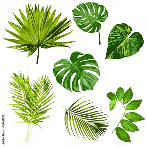 Tropical Leaves Vector Herbal ClipArt Digital art Set of 7 imagesTropical Leaves Vector Herbal ClipArt Digital art