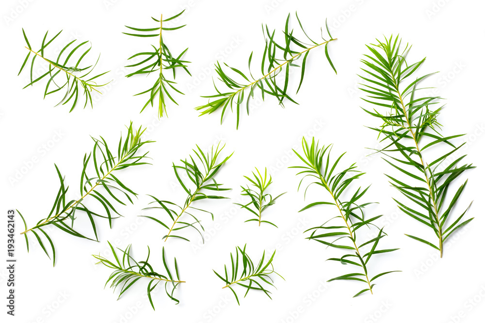 fresh tea tree leaves isolated on white fresh tea tree leaves isolated on white
