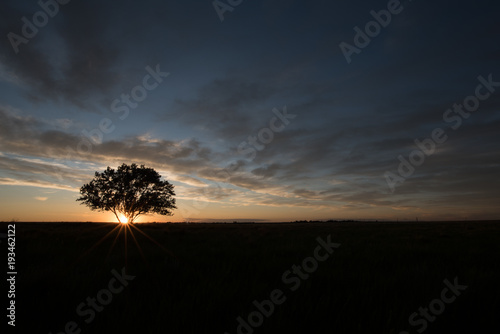 Sunset tree