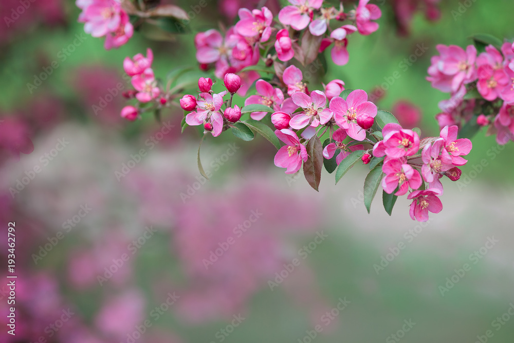 The blossoming tree with beautiful pink flowers. It can be used as a background The blossoming tree with beautiful pink flowers. It can be used as a background
