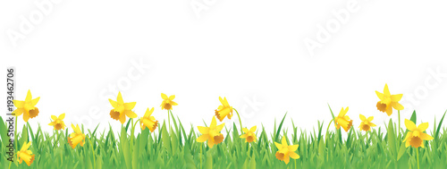 Stampa su tela Pretty daffodils for spring