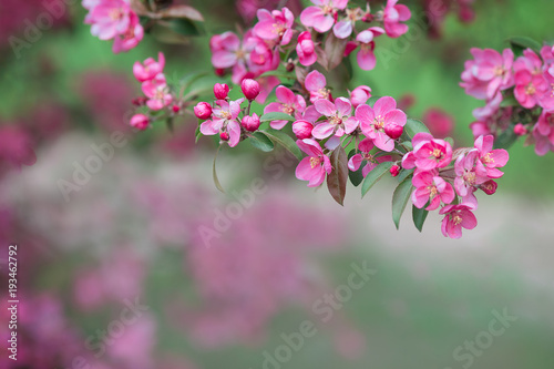 The blossoming tree with beautiful pink flowers. It can be used as a background