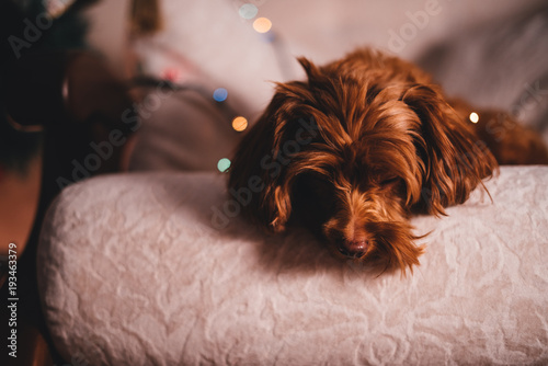 Puppy in New Year's lights