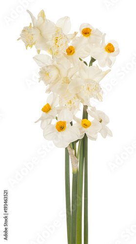 Fototapeta Naklejka Na Ścianę i Meble -  daffodil flower isolated
