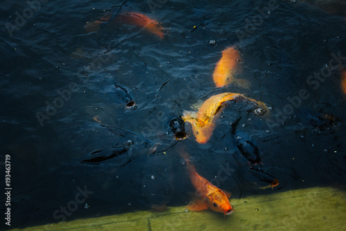 Orange Koi Fish in a Pond