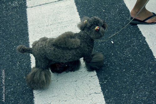 Groomed Poodle with a Heart Cut