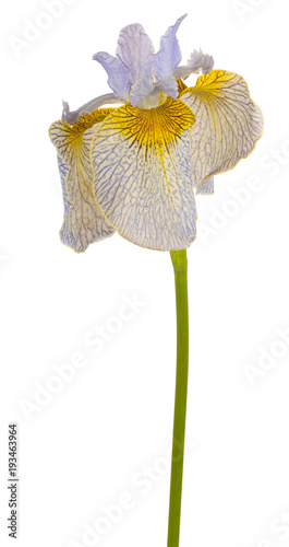 Fototapeta Naklejka Na Ścianę i Meble -  iris flower isolated