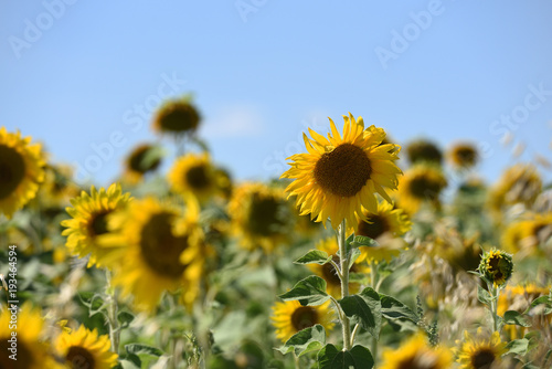 Beautiful sunflower field  with a blue sky and a bright sun