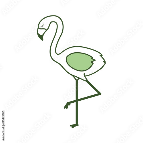 flemish tropical and exotic bird vector illustration design