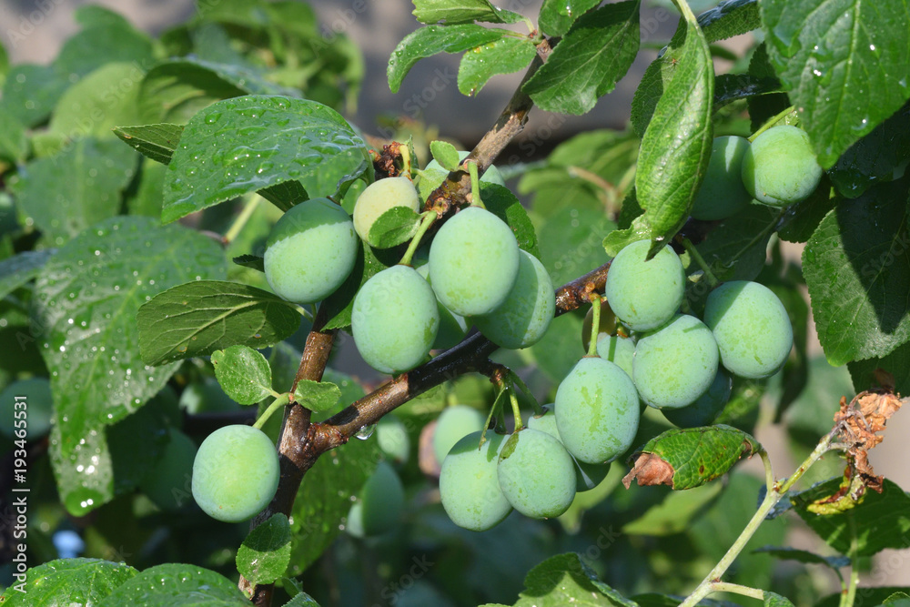 Beautiful green plum on a branch in a home garden Beautiful green plum on a branch in a home garden