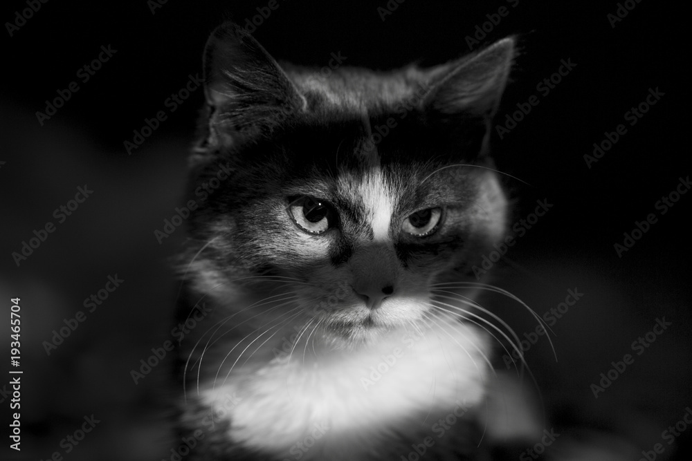 black and white portrait of an evil cat watching from a window