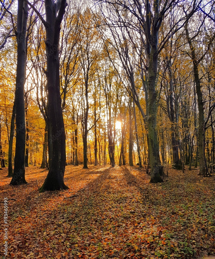 Fototapeta premium Herbstwald