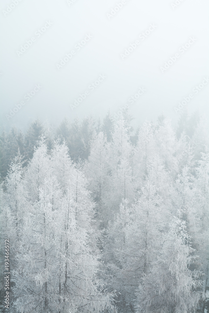 Winter trees Winter trees