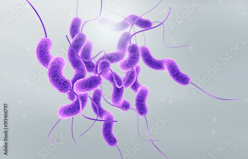 Campylobacter jejuni bacterium with single flagellum at each end, food poisoning, diarrhea photo