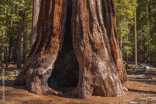 Giant Sequoia trees in the Yosemite forest