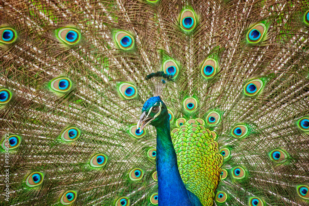 Obraz premium Peacock Showing Off