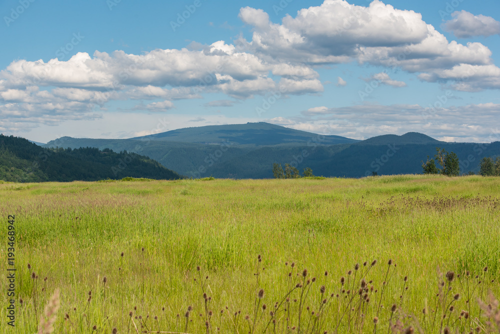 Fototapeta premium Grasslands of Washington