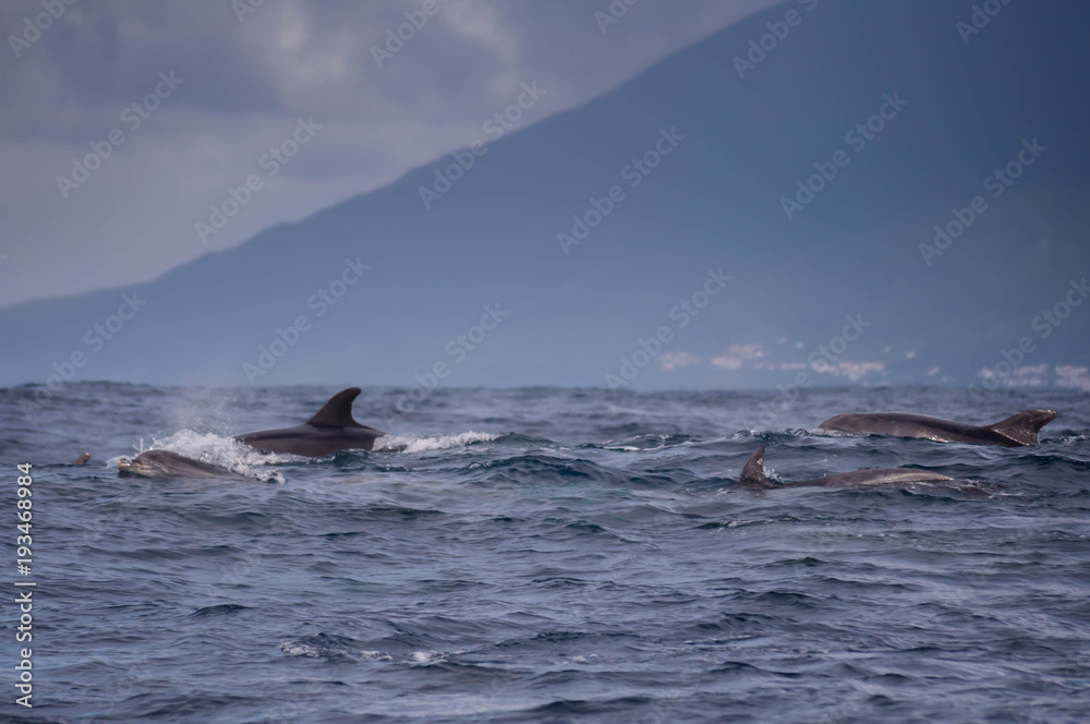Delfine im Meer Delfine im Meer