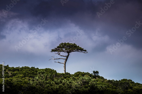 Einzeln stehender Baum vorm dunklen Himmel photo