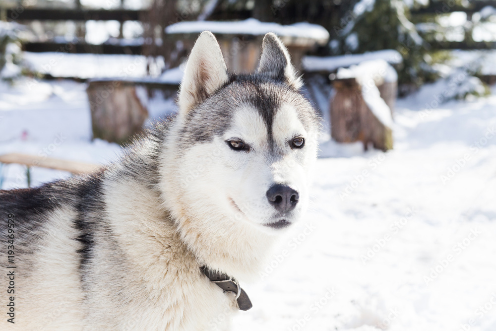 Husky in winter landscape
