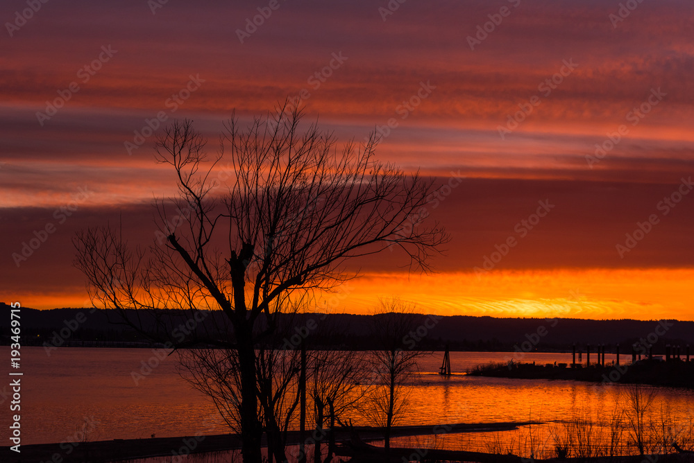 Silhouetted tree over intense sunset Silhouetted tree over intense sunset