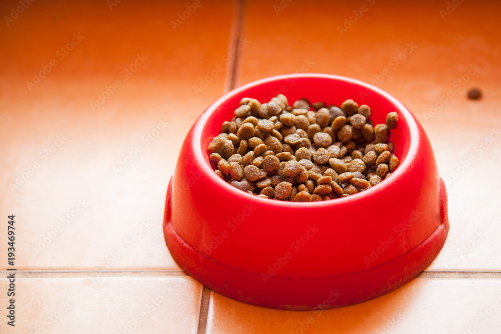 cat food on the floor close-up cat food on the floor close-up