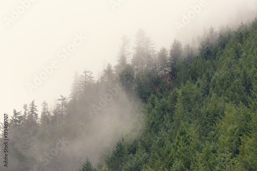 Fog and trees in the Pacific Northwest