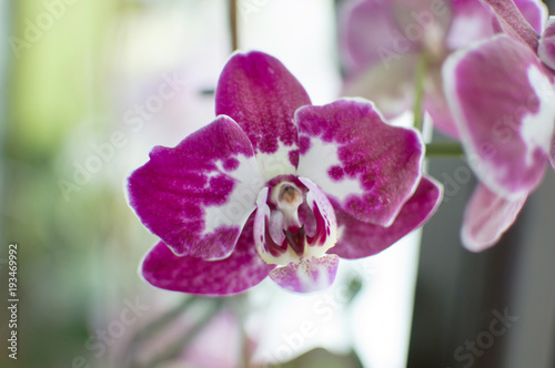 beautiful orchid flowers