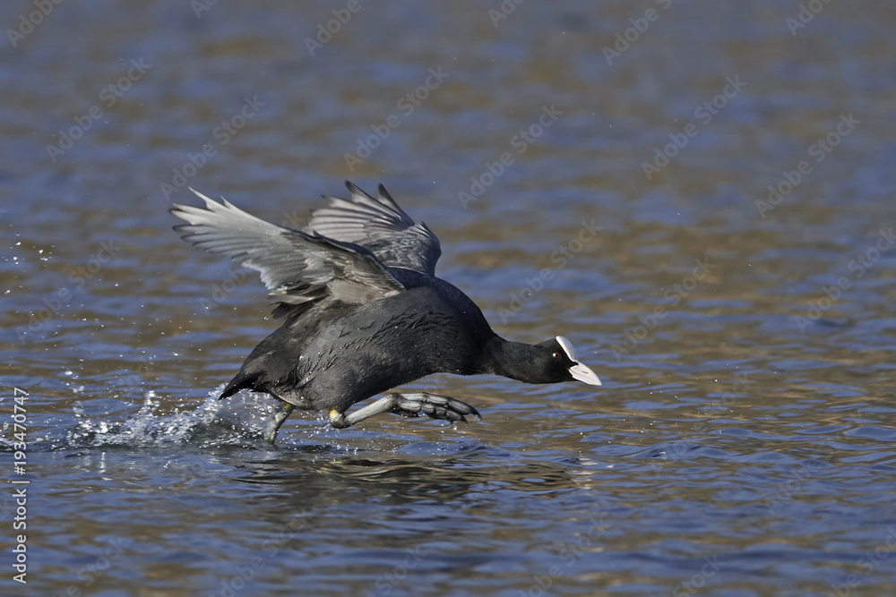 Eurasian coot (Fulica atra)