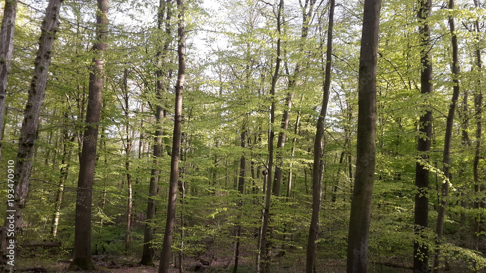 Wald