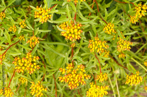 Sedum aizoon or phedimus aizoon yellow and red sedum plant with green foliage