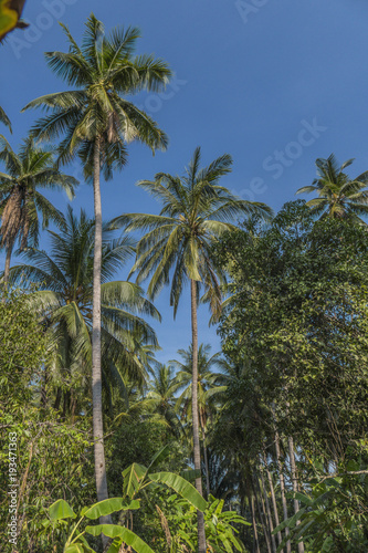 Coconut Cultivation  Palm Tree