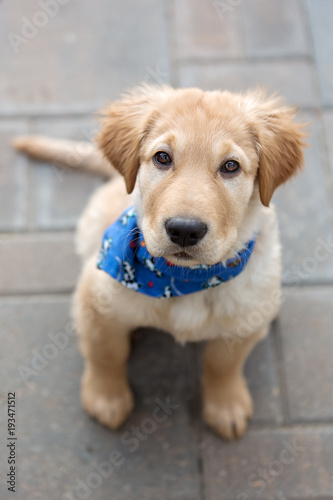 Puppy in an blue bandana