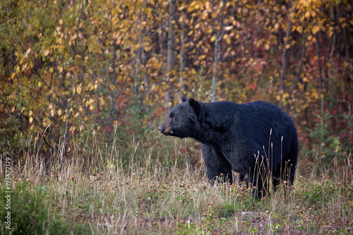 Black Bear in Autumn