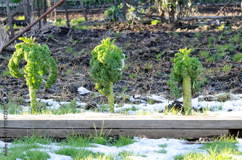 Curly kale in snowy garden