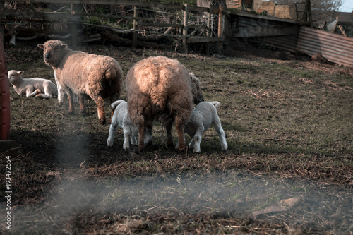 Very Cute Lambs Milking