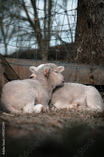 Very Cute Lambs Sleeping